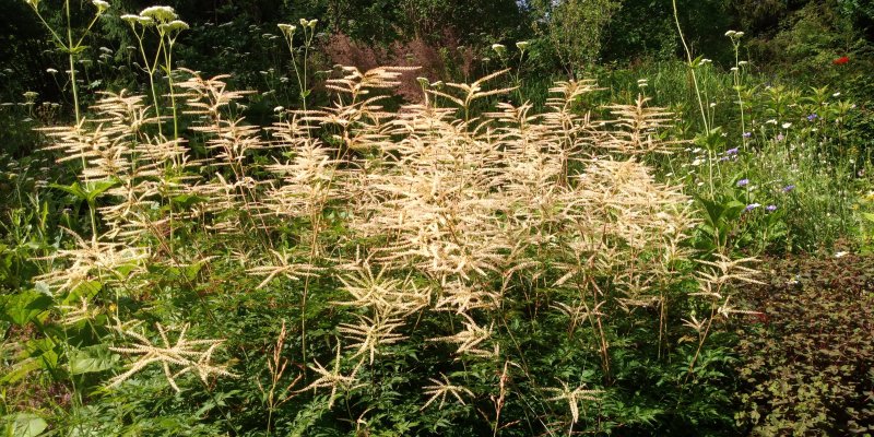 Aruncus 'Horatio'